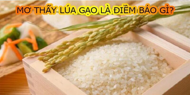 giai-ma-giac-mo-nam-mo-thay-gao-danh-so-gi-313